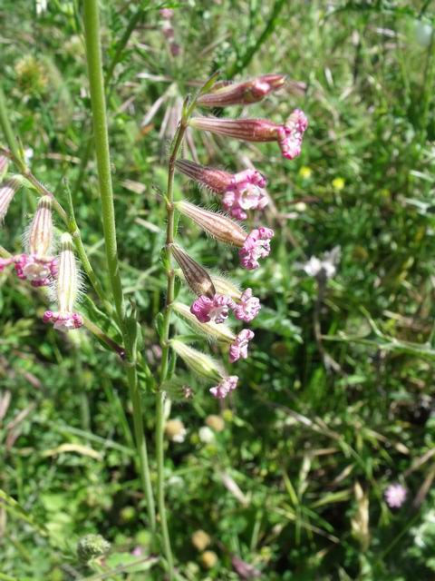 Silene bellidifolia / Silene ispida